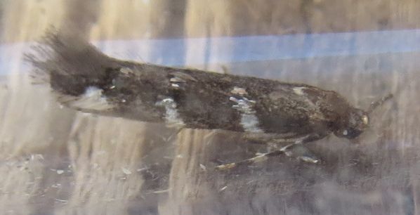 Falena siciliana 3